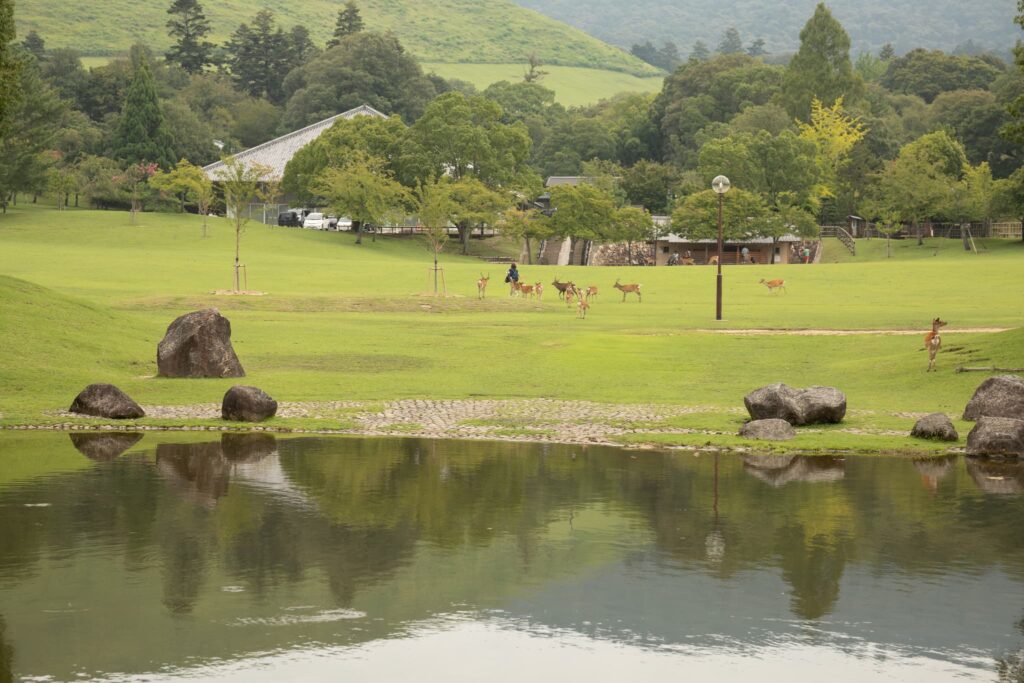 奈良市お宮参り_奈良公園